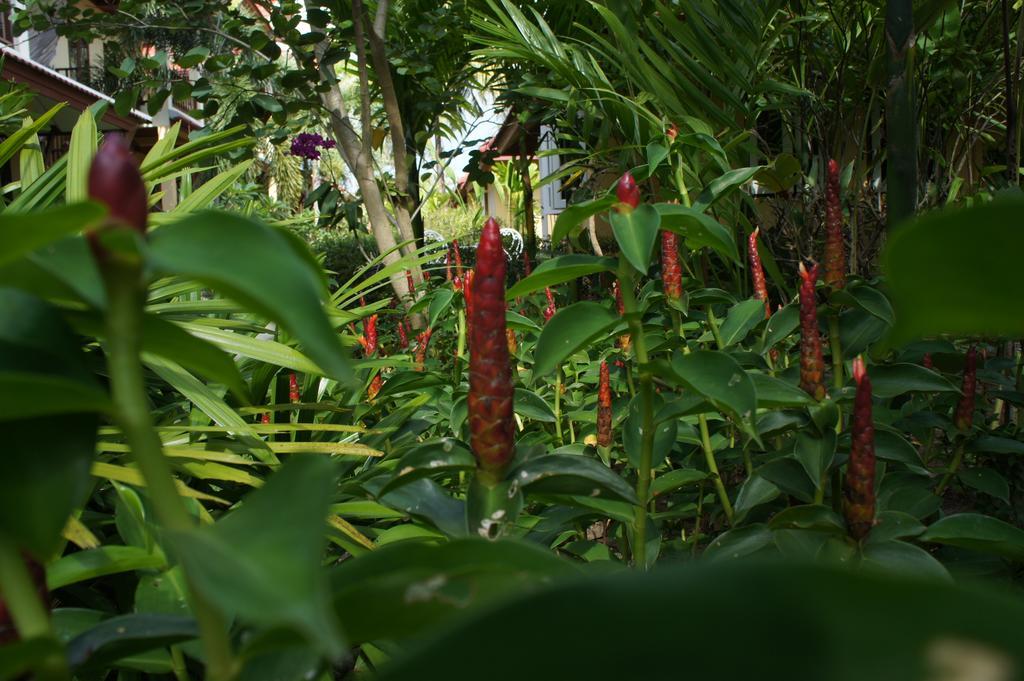 Palm Village Rawai Exteriör bild